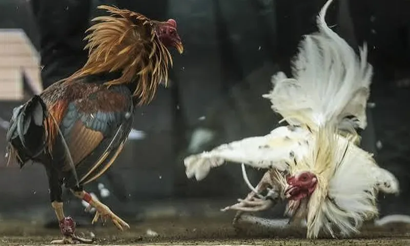 Online Sabong Philippines 2026 — Live Cockfighting & Perya